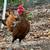 Two Golden Sebright Bantam Roosters 1 thumbnail