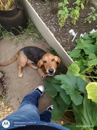 PERROS PERDIDOS (La Pine)63824690253185120