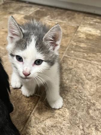 9 WEEK OLD TABBY KITTENS (Tacoma)63853559170179124