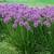 Millenium ALLIUM 2 thumbnail