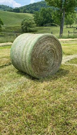 2025 Fresh Cut Fescue Hay Horse Quality 1