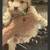 Super cute puppy .. 8 weeks old ready for RE-HOMING  fair fee 2 thumbnail