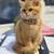 British Golden shorthair 3 thumbnail