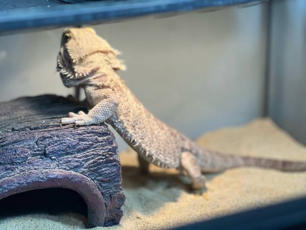 Rehoming a bearded dragon (Newton)63862001609859121