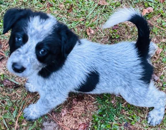 Border Collie Blue Heeler Puppy63925384459778120