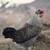 Chickens 3 thumbnail