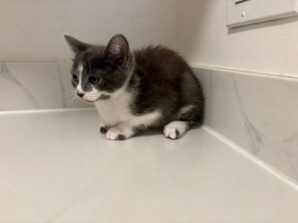 Kittens and mother (Oakland)63966325629698122