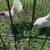 Chickens for sale - Old English Opal pair 5 thumbnail