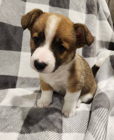 Cachorros Borgi, cruce de Corgi y Border collie64308033438979122