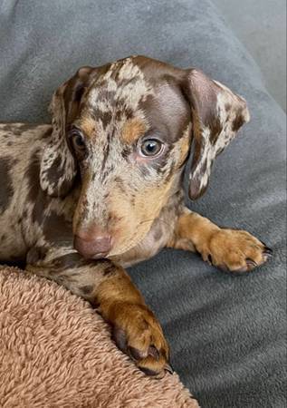 MiniatureDachshund (607-37nine-7054)64667609369347120