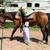 Young Mustang Gelding 13 thumbnail