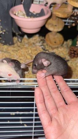 Rats - Urgent (Princeton)64001741003905121