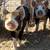 Idaho Pasture Feeder Piglets 1 thumbnail
