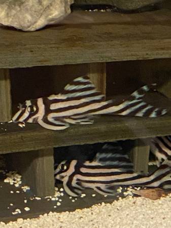 Zebra plecos 1