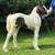 Gypsy vanner and gypsy friesian fillies 1 thumbnail