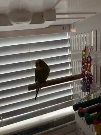 Green baby parakeet 1