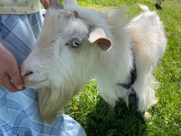 Cabras enanas nigerianas - $100 (Hartselle)62957306899073122