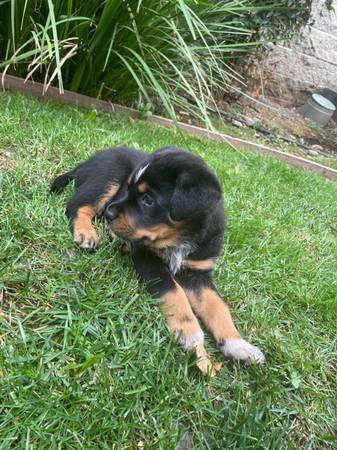 Rehoming 9 week old puppy (Sacramento)63881395563393122