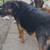German Shepherd mix 8 thumbnail