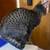Male Tabby Cat Needs New Home 7 thumbnail
