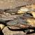 Mesquite Logs 7 thumbnail