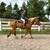 Babysitter Broke, Beginner Safe, Belgian Gelding Broke to Ride & Drive 3 thumbnail