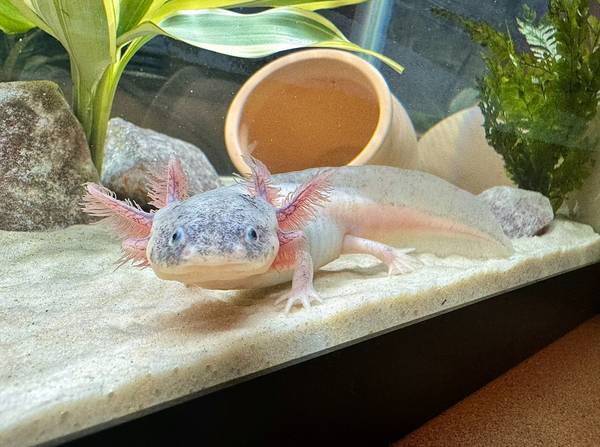 Axolotl hembra leucística sucia63661489855235120