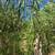 Curry leaves and moringa 8 thumbnail