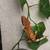 Baby crested gecko 1 thumbnail