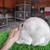 Mini Rex Rabbits 14 thumbnail
