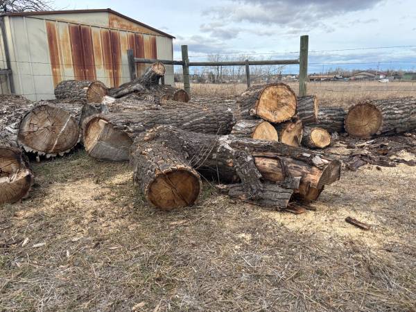 Free, dried, heavy cottonwood trunk pieces 1