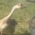 African Goose friendly and sweet raised free range organic 3 thumbnail