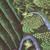 Henri-Robert Brasil Le Paradis-Paradise, Tropical Verdant Fantasy Land 6 thumbnail