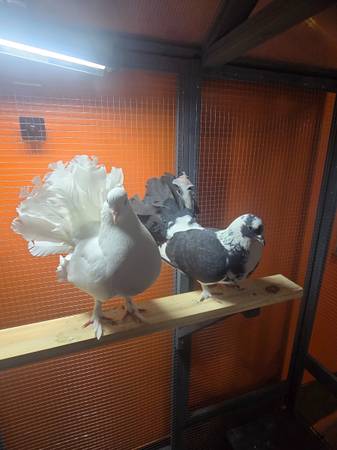 Fantail pigeon (Arlington)63682033327745120