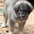 Great Pyrenees, 13 weeks old 5 thumbnail