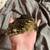 Leachie Gecko 3 thumbnail