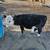 Bull calf dexter/mini hereford 2 thumbnail