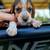 Akc beagles puppies 9 thumbnail