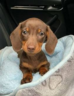 Standard dachshands! 1