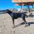 Large Male Doberman Pinscher - 11 Months Old 1 thumbnail