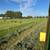 Excellent covered  hay 5 thumbnail