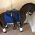 Toy horse 1 thumbnail