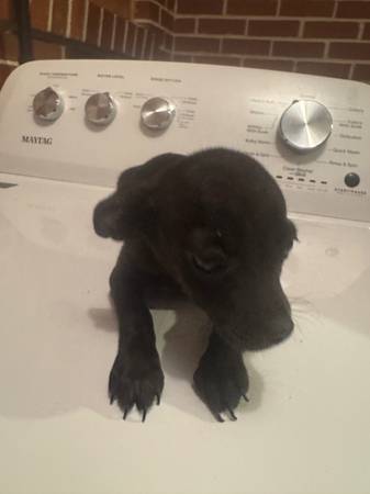 Rehomimg 5 chihuahua puppies (Decatur)63660366687361122