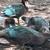 Muscovy ducks 3 thumbnail