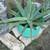 Aloe Vera Plant 28"t, Plant Only, NO CONTAINER 1 thumbnail
