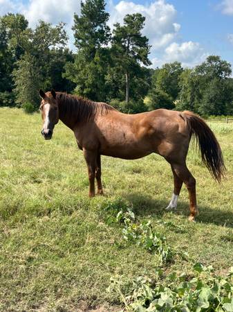 Broke horse for sale 1