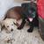 LAB Puppy needs new home 5 thumbnail