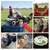 Chickens Young Hen Pullet, 27 Kind, Rio Grande Turkey & Guinea Fowl 5 thumbnail