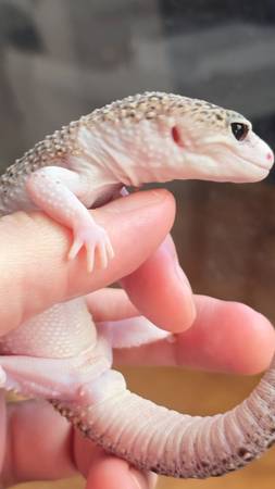Super Snow Eclipse leo male (Santee)