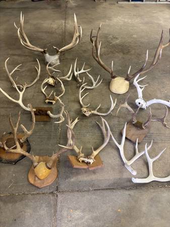 Antlers 1